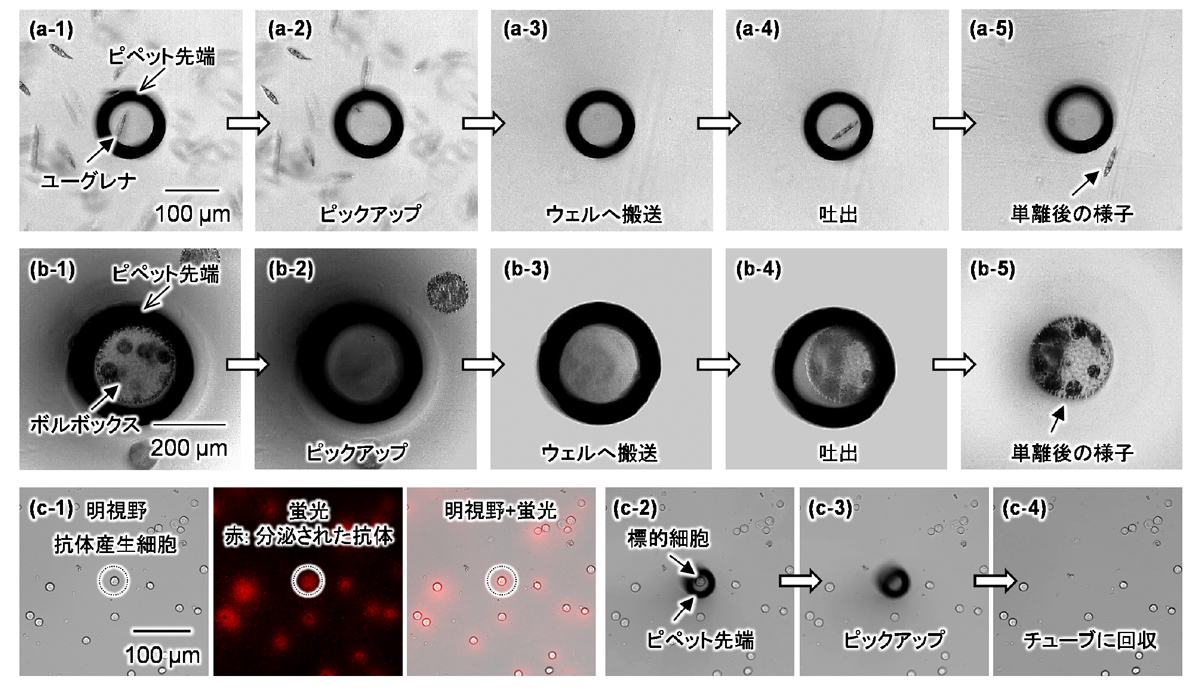 (図3)細胞操作の検証実験。