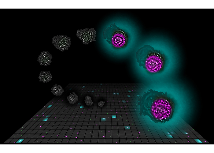 Figure 3. Live-cell imaging of IL-1β release from a dying human monocyte