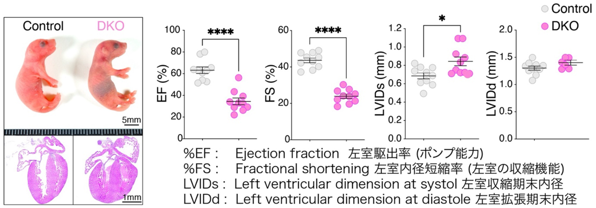 図3:PI3K-C2α/βの欠損は重篤な心機能障害を引き起こす