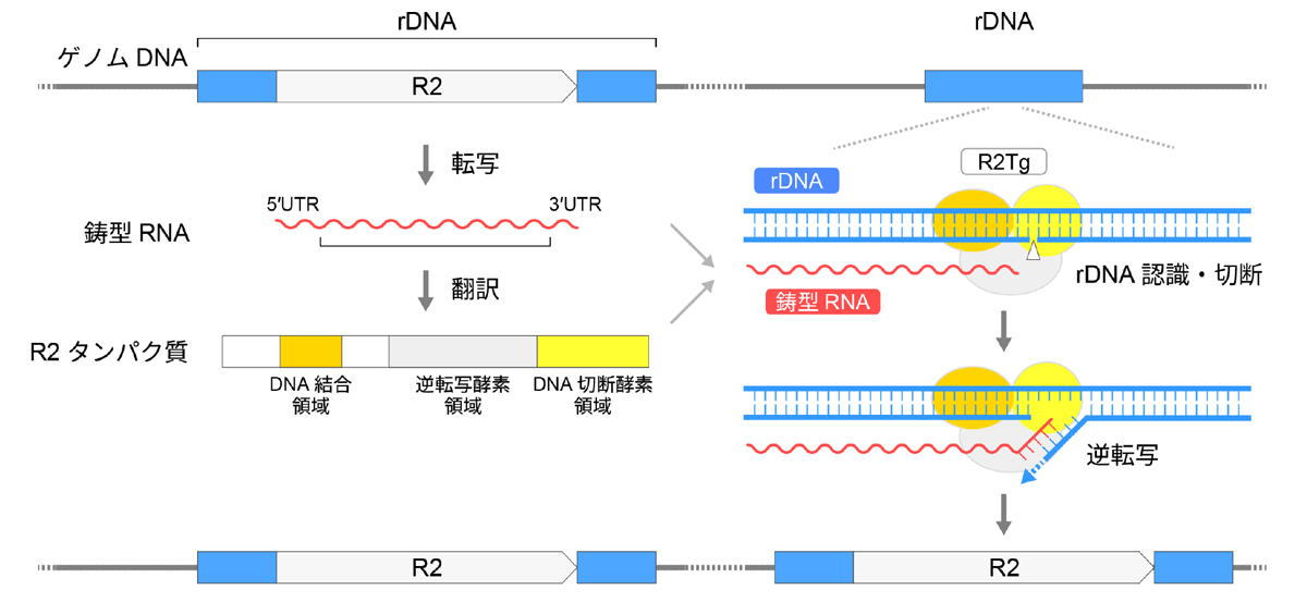 図1：R2の転移メカニズム