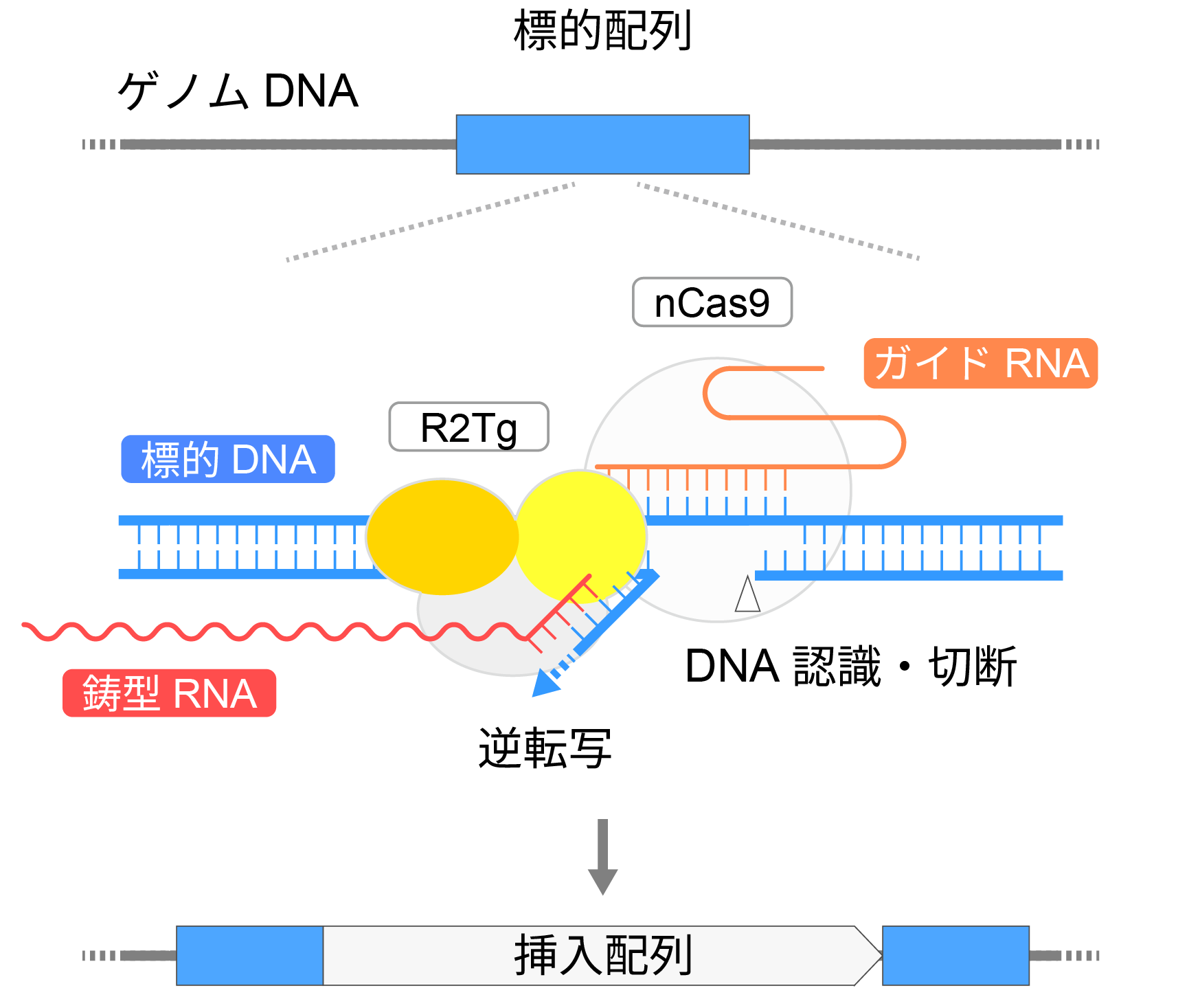 図2：STITCHRによるDNA挿入メカニズム