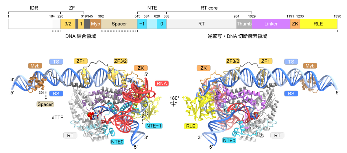 図3：R2Tgタンパク質–鋳型RNA–rDNA複合体の立体構造