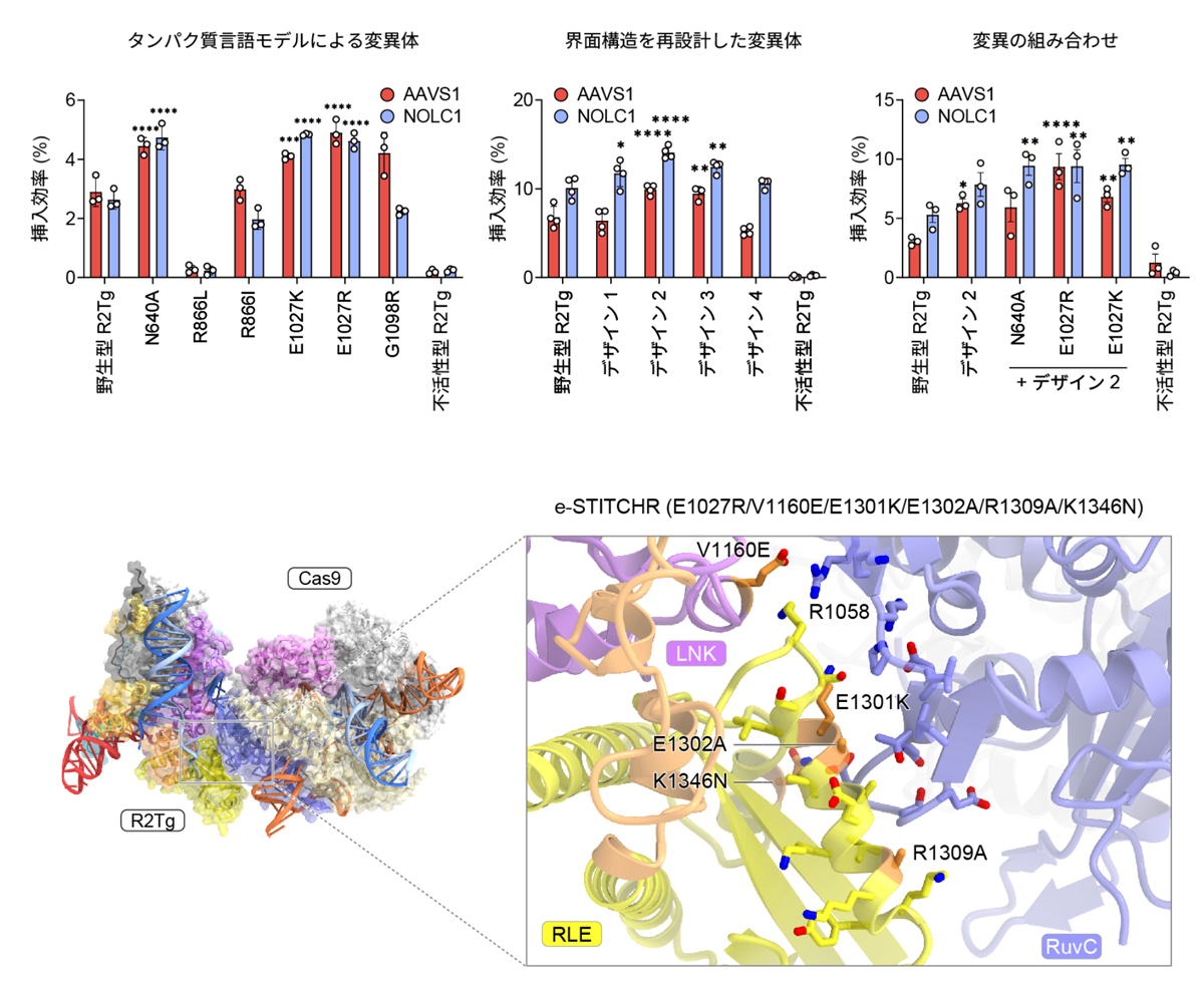 図8：STITCHR改変体のDNA挿入活性